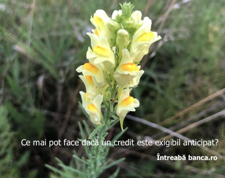 Ce mai pot face dacă un credit este exigibil anticipat?