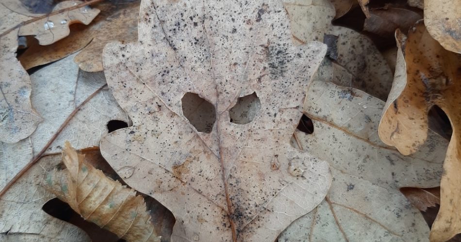 frauda credit pe numele meu