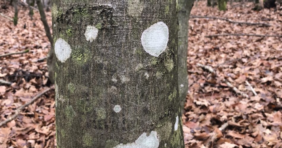 credit ci selfie frauda