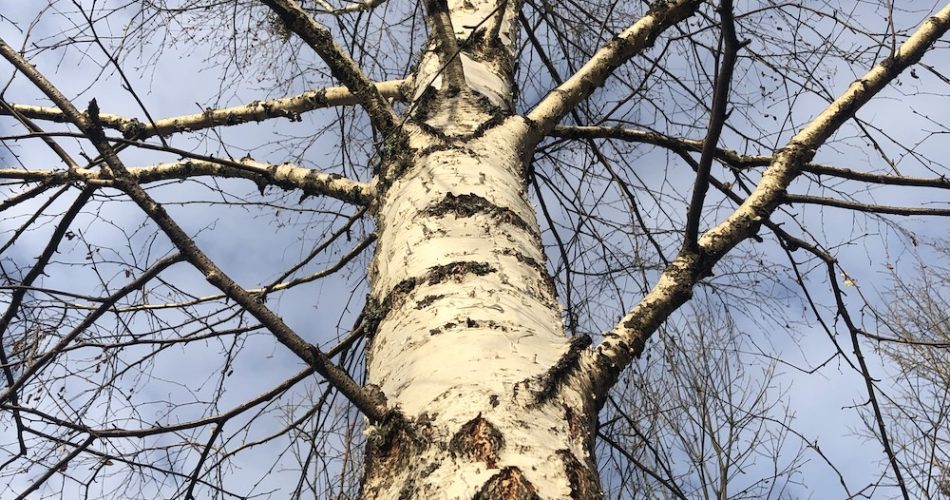 transfer revolut durata