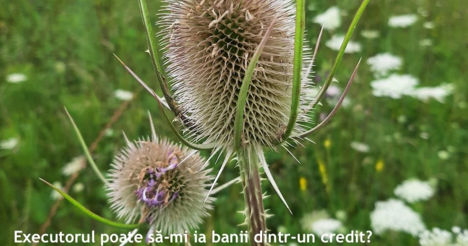 executor bani credit