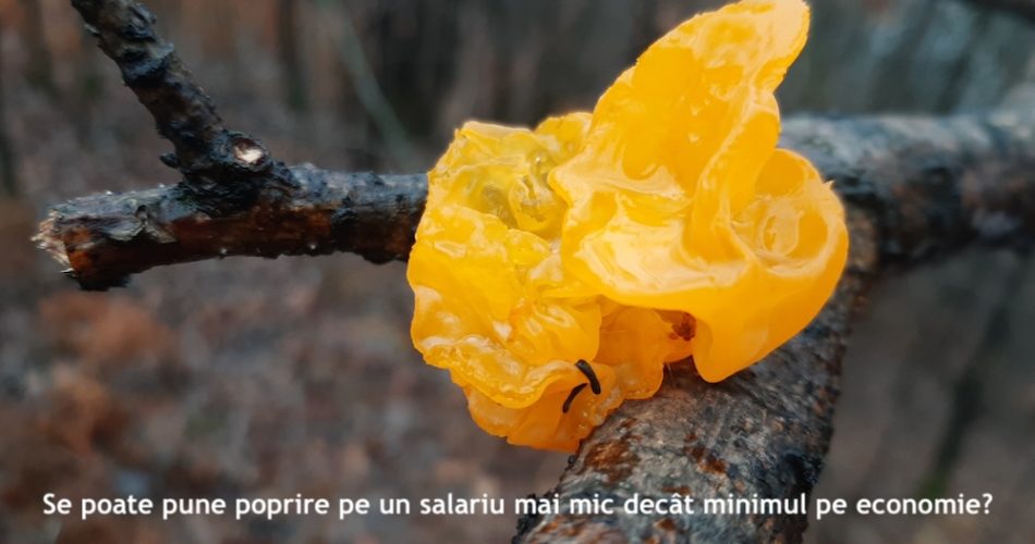 poprire salariu minim