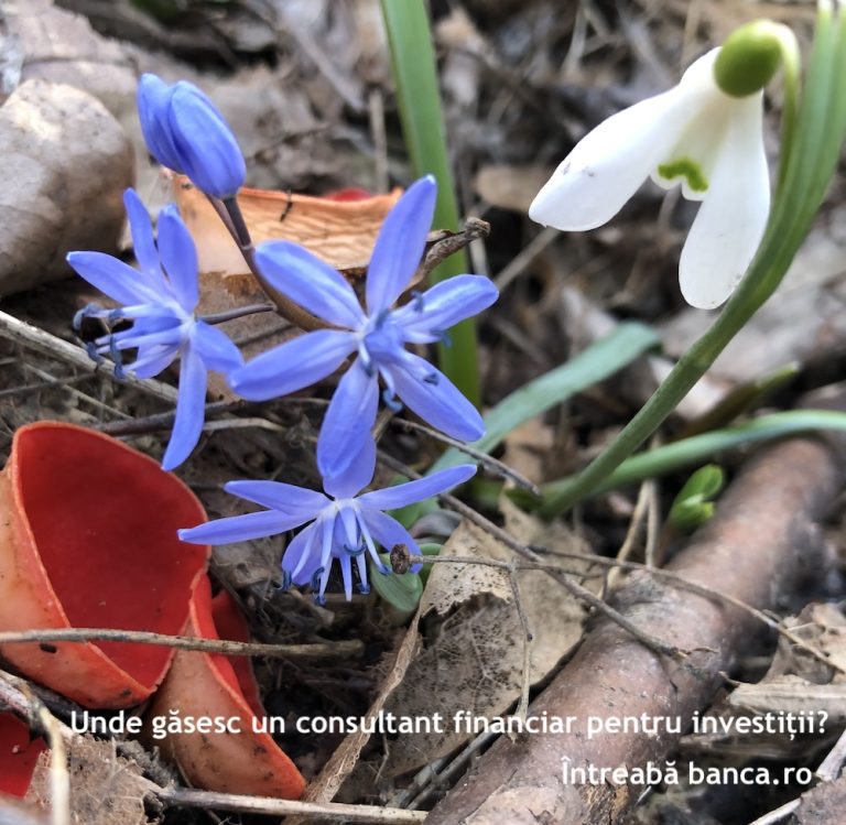 Unde găsesc un consultant financiar pentru investiții?
