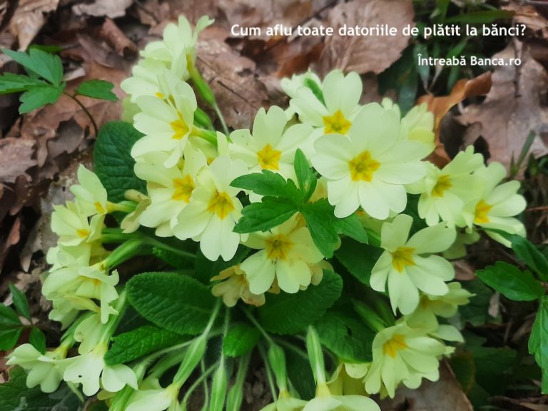 Cum aflu toate datoriile de plătit la bănci?