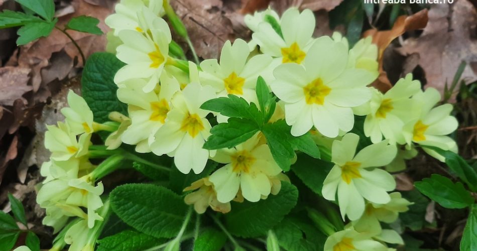 datorii banci intreaba banca