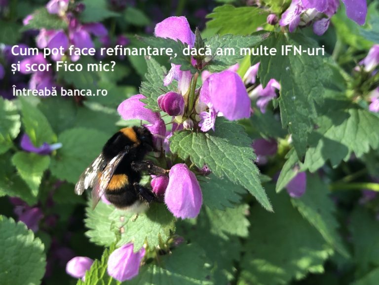 Cum pot face refinanțare, dacă am multe IFN-uri și scor Fico mic?