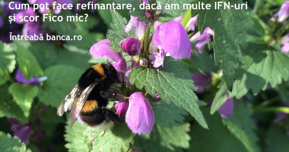 refinantare ifn banca scor fico