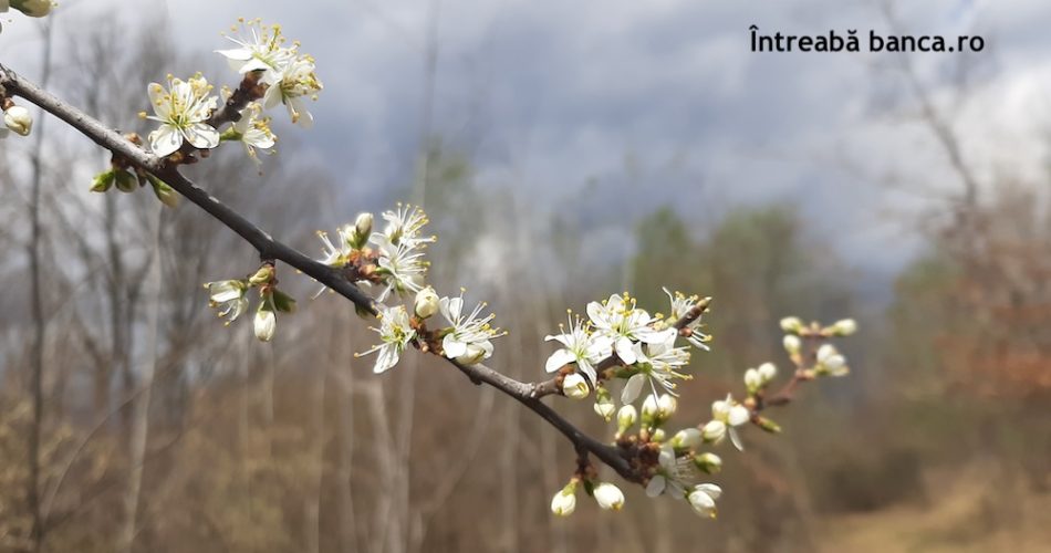 transfer valuta unicredit