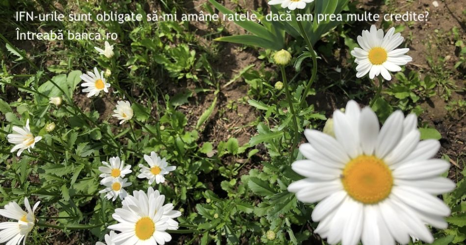 amanare rate ifn