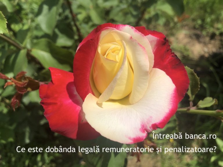 Ce este dobânda legală remuneratorie și penalizatoare?