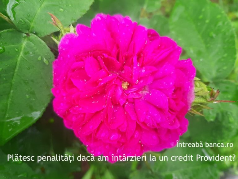 Plătesc penalități dacă am întârzieri la un credit Provident?