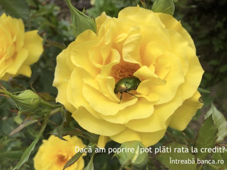 Dacă am poprire, pot plăti rata la credit?