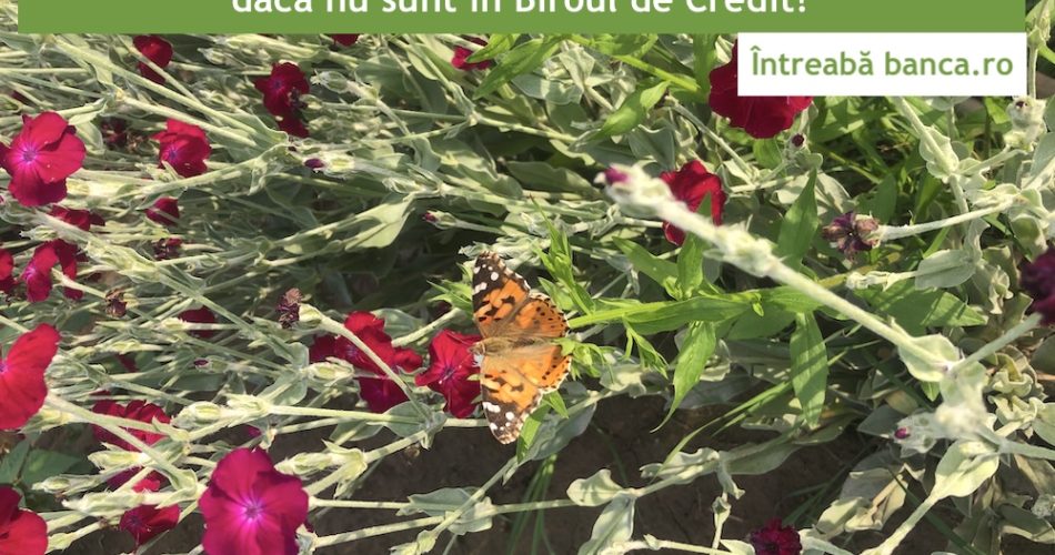 refinantare ifn scoul fico