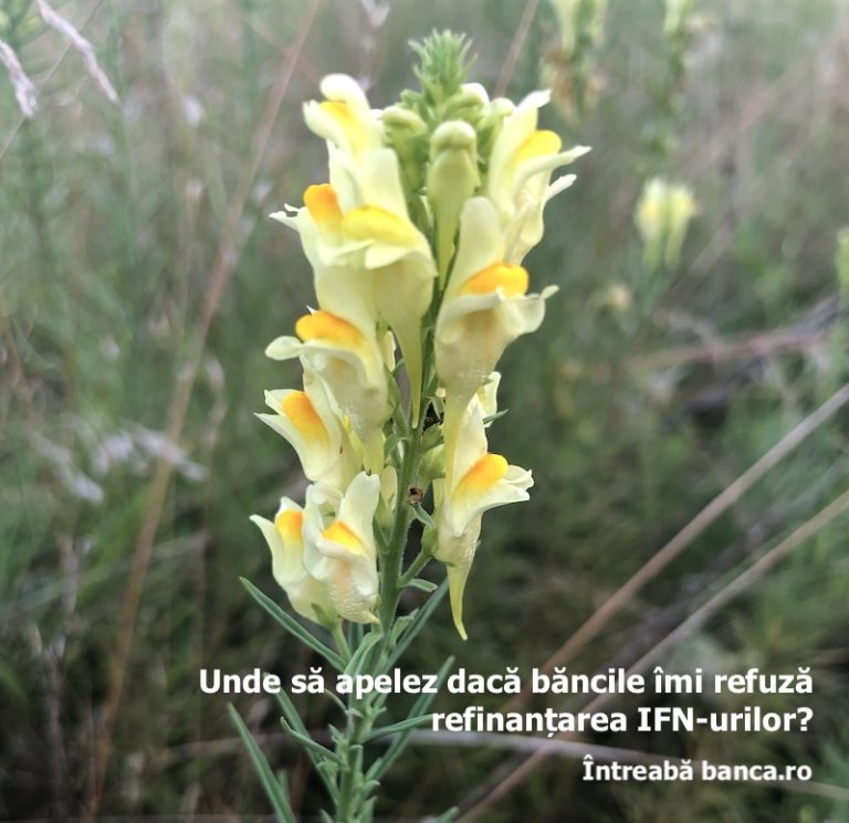 Unde să apelez dacă băncile îmi refuză refinanțarea IFN-urilor?