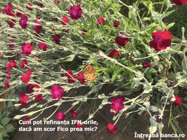 Cum pot refinanța IFN-urile, dacă am scor Fico prea mic?