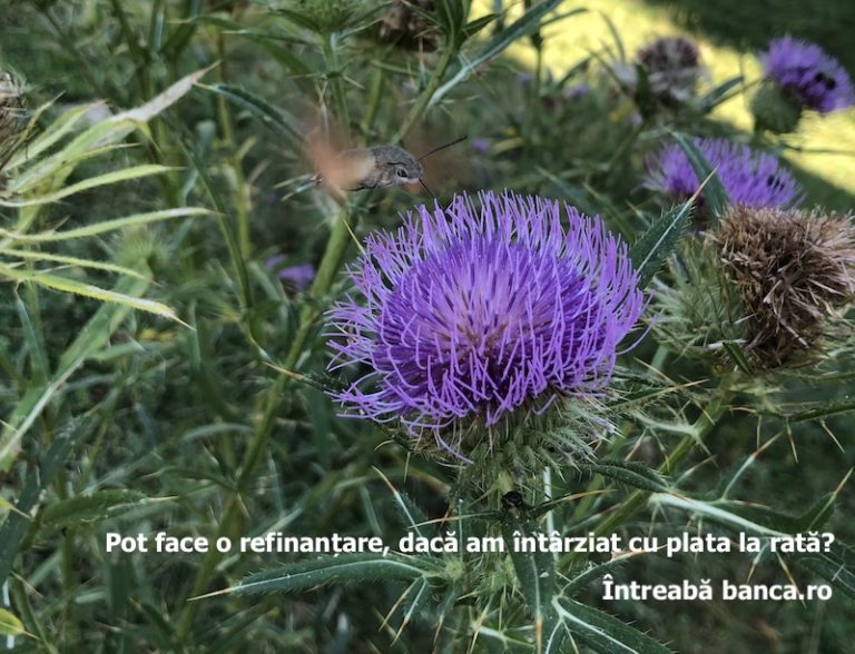 Pot face o refinanțare, dacă am întârziat cu plata la rată?