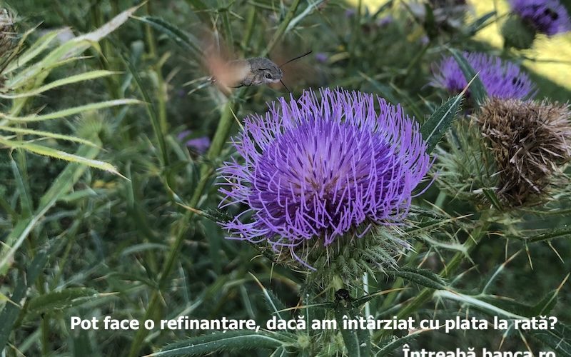 refinantare provident rata